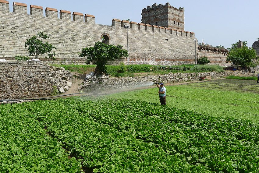 Yedikule Bostans steht an der Theodosianischen Landmauer in Istanbul inmitten eines grünen Feldes.