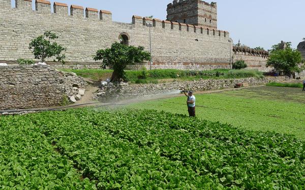 Yedikule Bostans steht an der Theodosianischen Landmauer in Istanbul inmitten eines grünen Feldes.